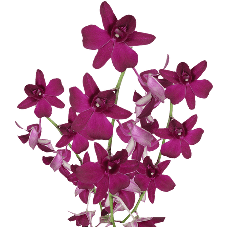 Purple New Wasana Orchids Bunches – Fresh Cut Flowers