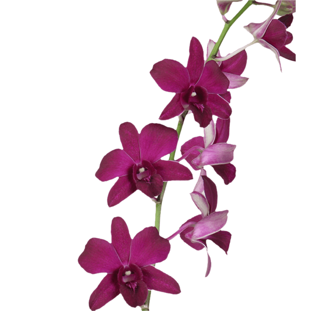 Purple New Wasana Orchids Bunches – Fresh Cut Flowers