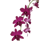 Purple New Wasana Orchids Bunches – Fresh Cut Flowers