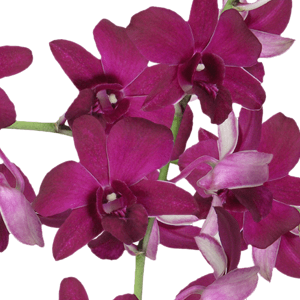 Purple New Wasana Orchids Bunches – Fresh Cut Flowers
