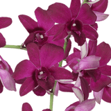 Purple New Wasana Orchids Bunches – Fresh Cut Flowers