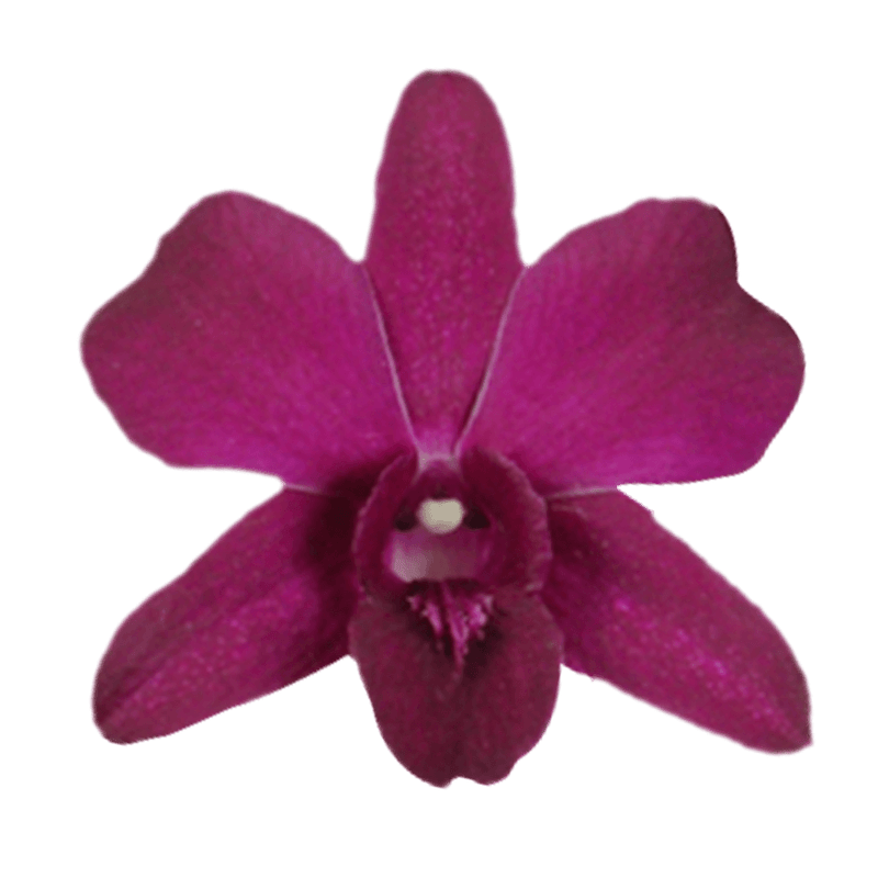 Purple New Wasana Orchids Bunches – Fresh Cut Flowers