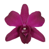Purple New Wasana Orchids Bunches – Fresh Cut Flowers