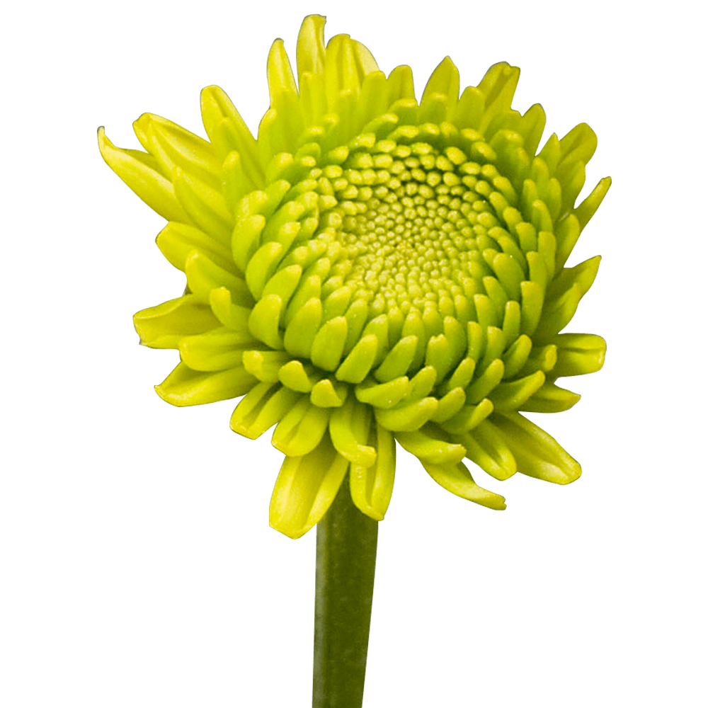 Green Button Pom Poms Bunches – Fresh Cut Flowers