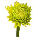 Green Button Pom Poms Bunches – Fresh Cut Flowers