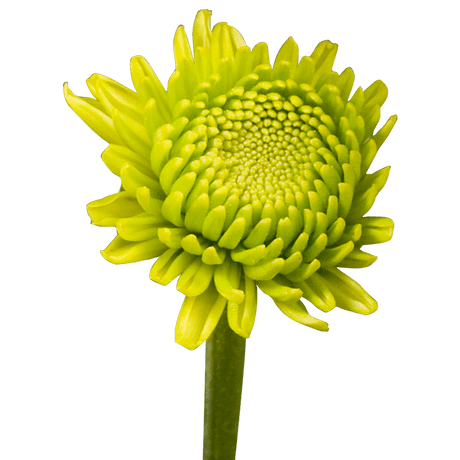 Green Button Pom Poms Bunches – Fresh Cut Flowers