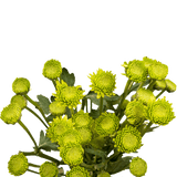 Green Button Pom Poms Bunches – Fresh Cut Flowers