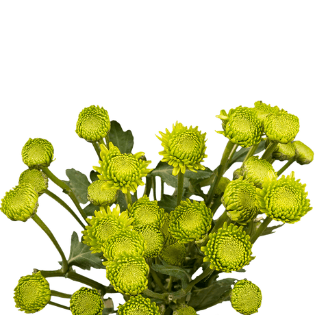 Green Button Pom Poms Bunches – Fresh Cut Flowers