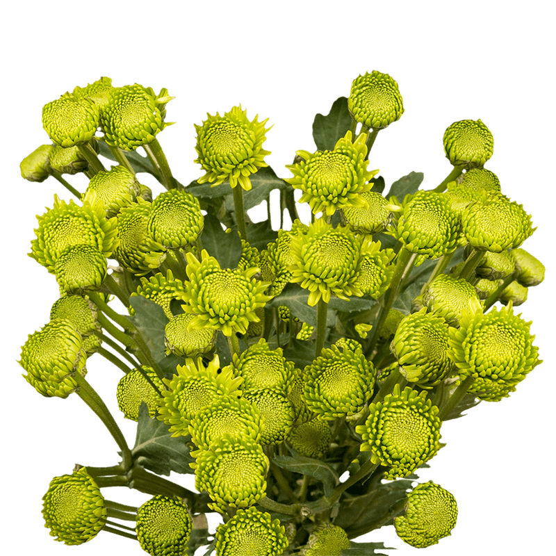 Green Button Pom Poms Bunches – Fresh Cut Flowers