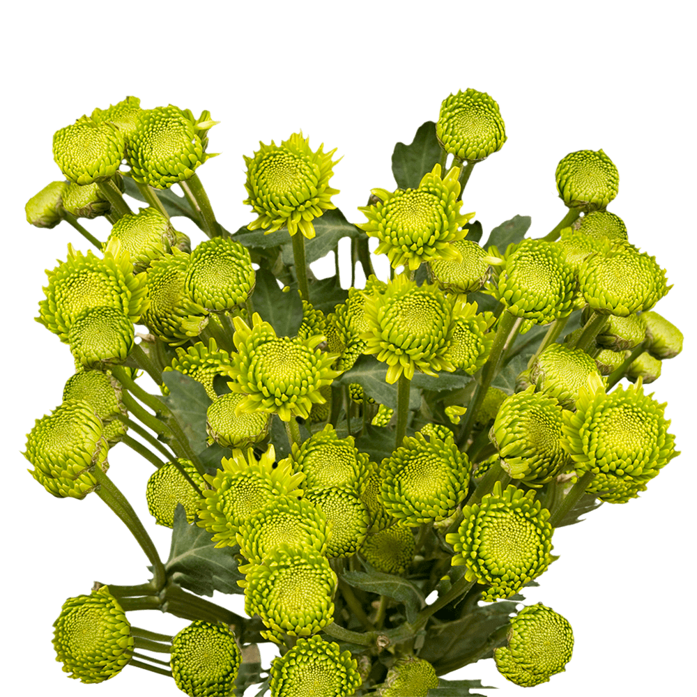 Green Button Pom Poms Bunches – Fresh Cut Flowers
