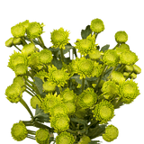 Green Button Pom Poms Bunches – Fresh Cut Flowers