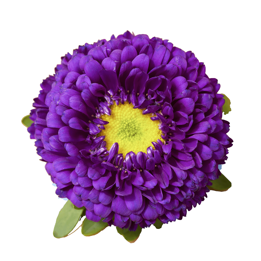 Purple Aster Matsumoto Flowers Fresh Cut Wholesale Daisy Blooms Bulk Stems