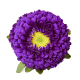 Purple Aster Matsumoto Flowers Fresh Cut Wholesale Daisy Blooms Bulk Stems