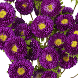 Purple Aster Matsumoto Flowers Fresh Cut Wholesale Daisy Blooms Bulk Stems