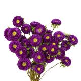 Purple Aster Matsumoto Flowers Fresh Cut Wholesale Daisy Blooms Bulk Stems
