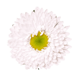 White Aster Matsumoto Flowers Fresh Cut Wholesale Daisy Blooms Bulk Stems