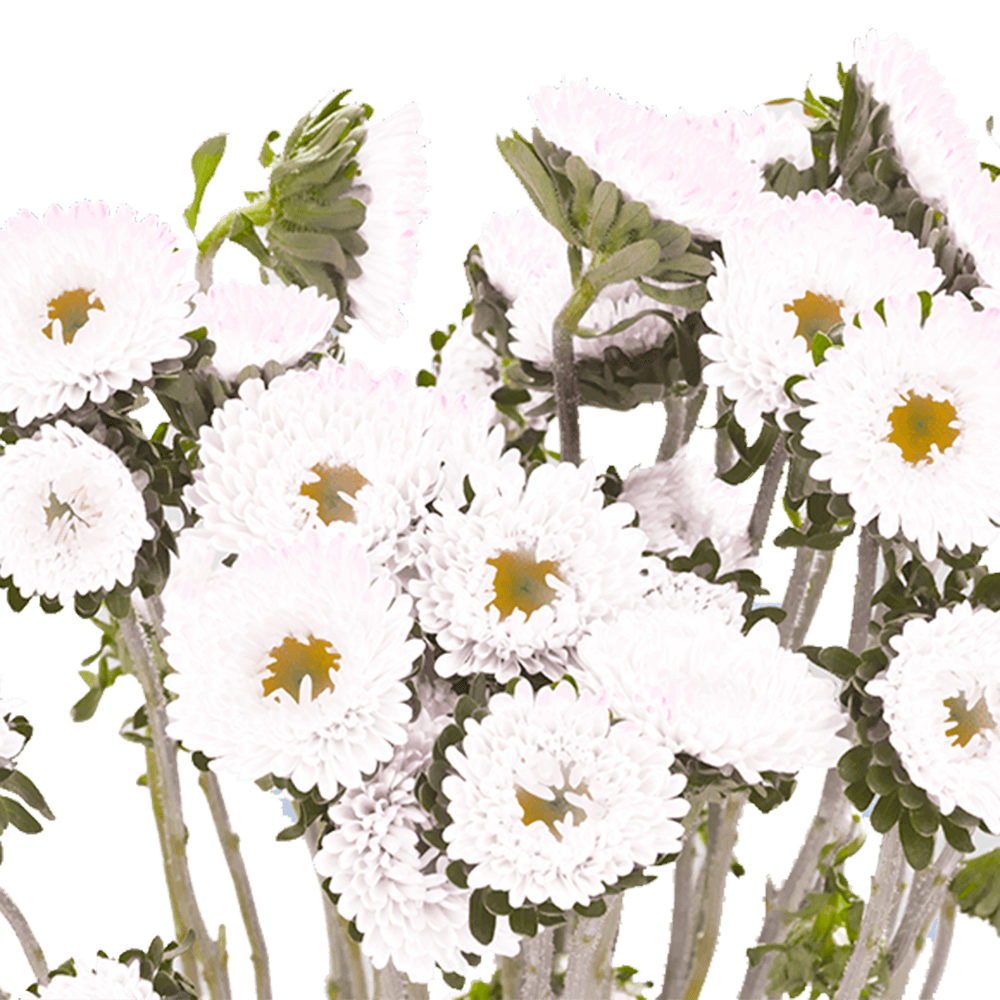 White Aster Matsumoto Flowers Fresh Cut Wholesale Daisy Blooms Bulk 100 Stems