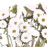 White Aster Matsumoto Flowers Fresh Cut Wholesale Daisy Blooms Bulk Stems