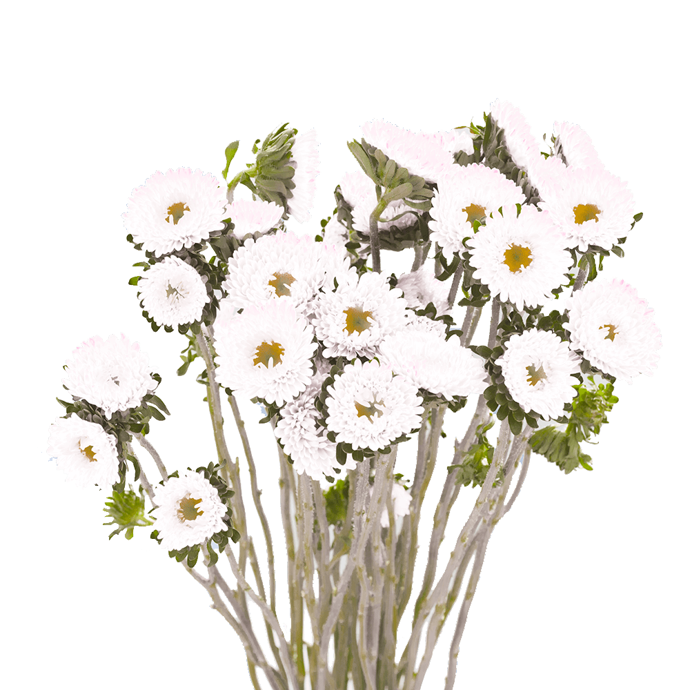 White Aster Matsumoto Flowers Fresh Cut Wholesale Daisy Blooms Bulk Stems