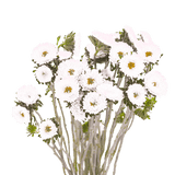 White Aster Matsumoto Flowers Fresh Cut Wholesale Daisy Blooms Bulk Stems