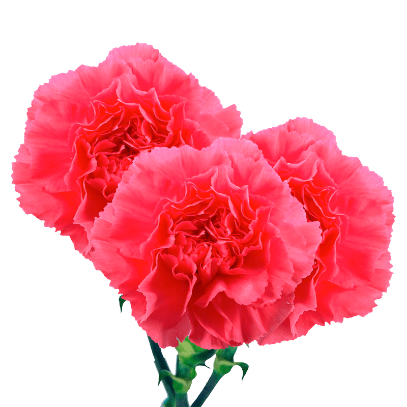 Hot Pink Carnations Bunches – Fresh Flower Bouquets