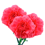 Hot Pink Carnations Bunches – Fresh Flower Bouquets