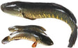 Shol Fish Steak 2lb