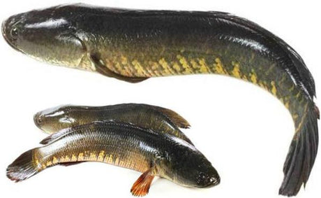 Shol Fish Steak 2lb