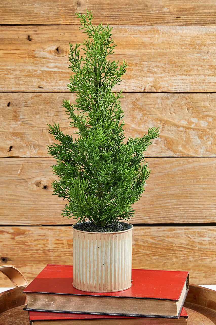18" Cypress Tree in Tin Pot