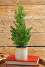 18" Cypress Tree in Tin Pot