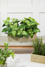 11" Plastic Herbs In Wooden Box
