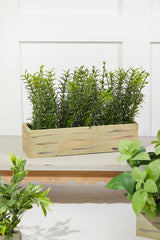 11" Plastic Herbs In Wooden Box