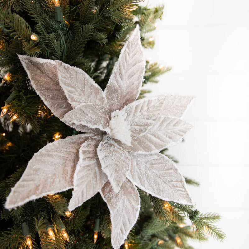 22” x 14.5" Taupe Sugar Poinsettia Stem