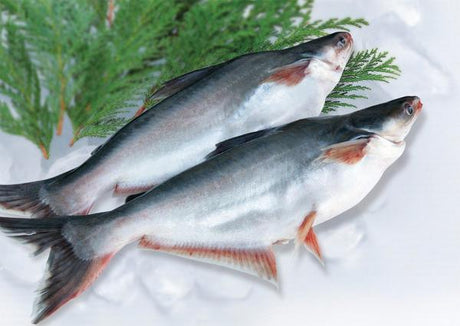 Pangas Fish (Swai Fish)