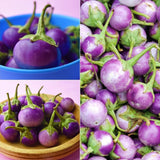 Round Purple Eggplant Seeds Thai Baby Eggplant Indian Eggplant Seeds Non GMO Organic Treevales