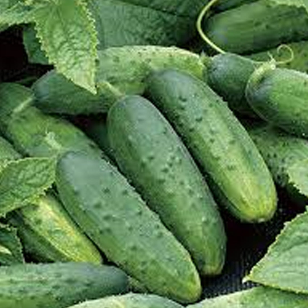 SMR 58 Cucumber Seeds Non GMO Vigorous Standard Pickling Cucumber Country Creek Acres