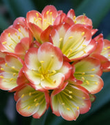 Clivia Seedling Tangelo x Self with Splash Picote