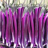 Eggplant Long Purple Seeds Rare NJ Grower USA Heirloom Organic