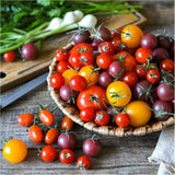 Rainbow Mix Cherry Tomato Seeds Red Orange Yellow Black Solanum Lycopersicum