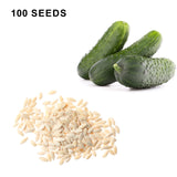 Pioneer F1 Hybrid Cucumber Seeds Heirloom Pickling Cucumber High Yield Cucumis Sativus Open Pollinated Non GMO