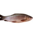 Rohu 2 Kg