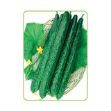 Jinyan Four Cucumber Seeds 30 Coated Seeds Early Main Vine Variety
