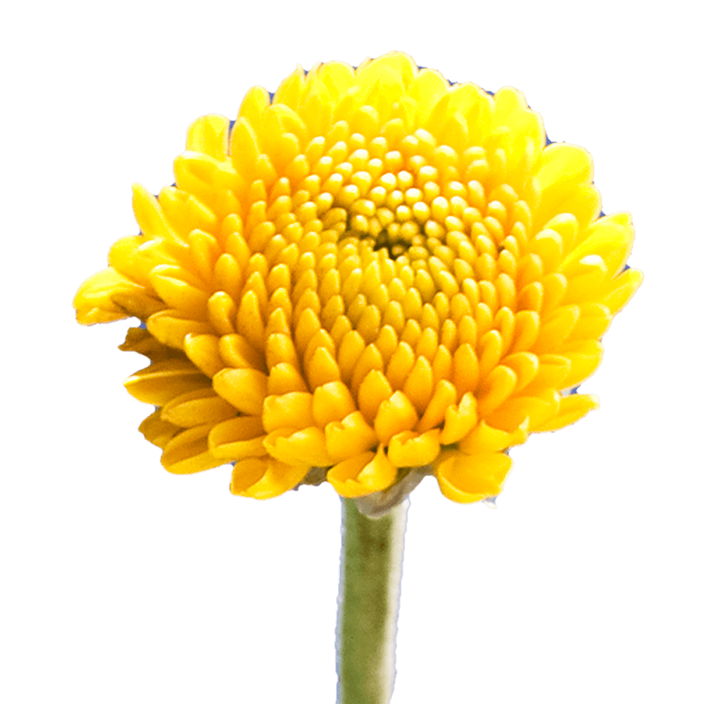 Yellow Button Pom Poms Bunches – Fresh Cut Flowers