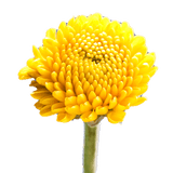 Yellow Button Pom Poms Bunches – Fresh Cut Flowers
