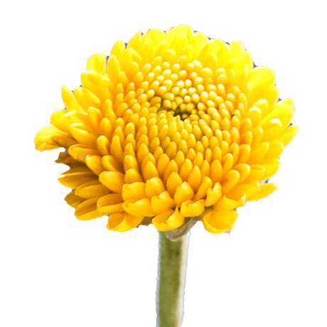 Yellow Button Pom Poms Bunches – Fresh Cut Flowers