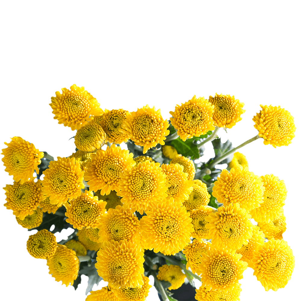 Yellow Button Pom Poms Bunches – Fresh Cut Flowers