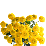 Yellow Button Pom Poms Bunches – Fresh Cut Flowers