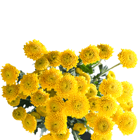 Yellow Button Pom Poms Bunches – Fresh Cut Flowers