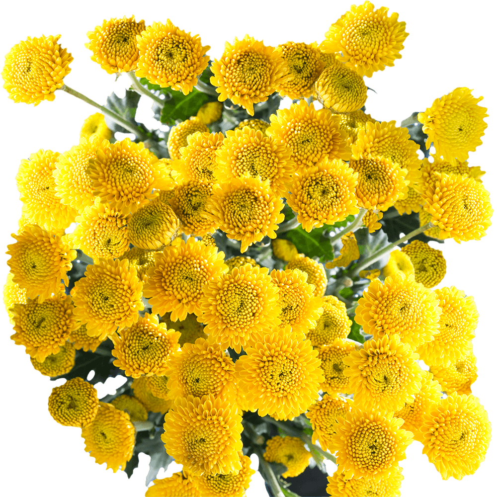 Yellow Button Pom Poms Bunches – Fresh Cut Flowers