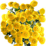 Yellow Button Pom Poms Bunches – Fresh Cut Flowers